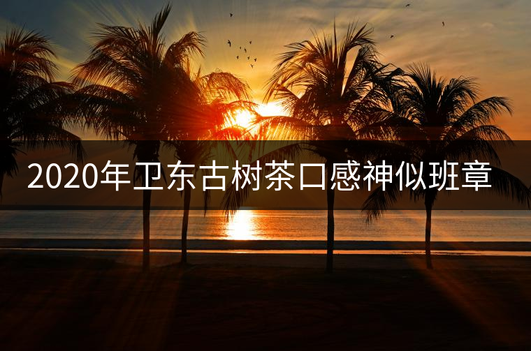 2020年衛(wèi)東古樹茶口感神似班章-易武中聘號(hào)