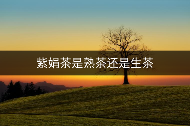 紫娟茶是熟茶還是生茶