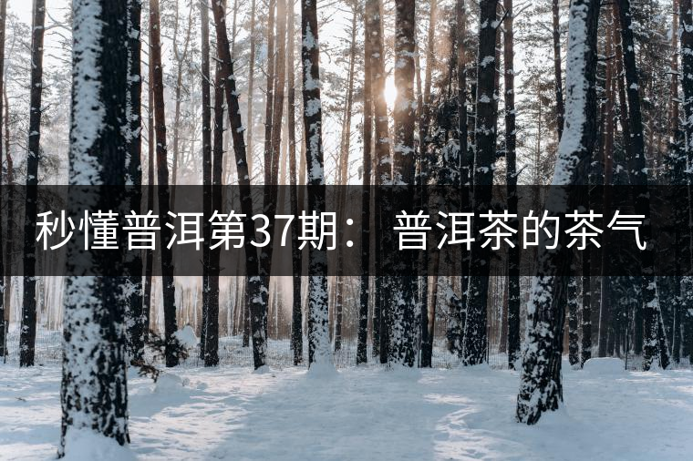 秒懂普洱第37期： 普洱茶的茶氣到底是什么？