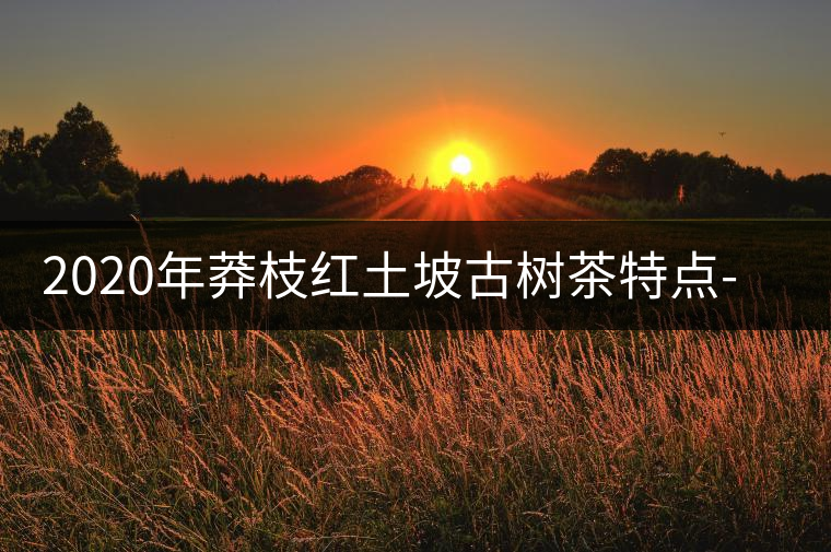 2020年莽枝紅土坡古樹茶特點-易武中聘號