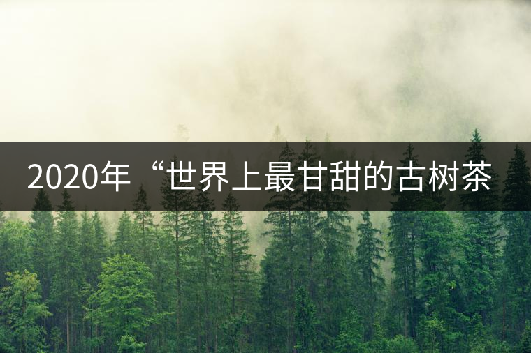 2020年“世界上最甘甜的古樹茶”——黃草壩古茶 -易武中聘號