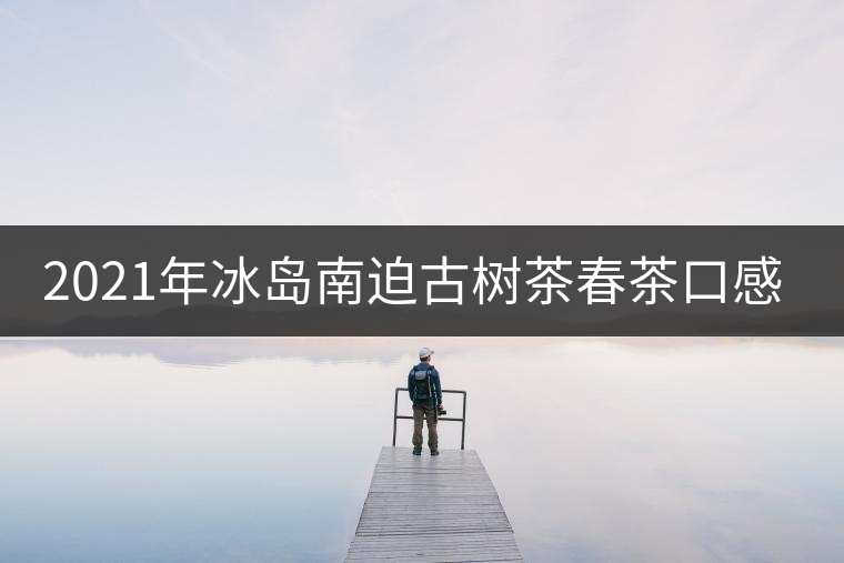 2021年冰島南迫古樹茶春茶口感？
