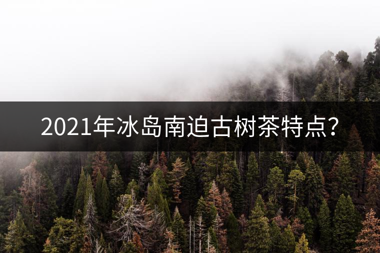 2021年冰島南迫古樹(shù)茶特點(diǎn)？