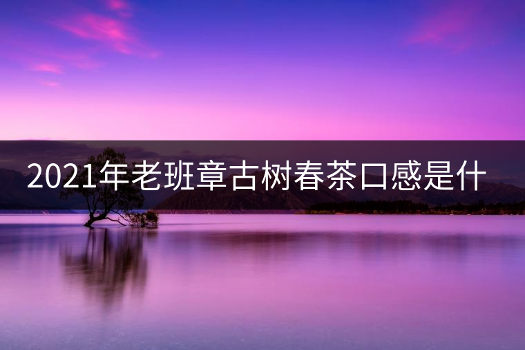 2021年老班章古樹春茶口感是什么？