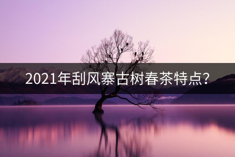 2021年刮風(fēng)寨古樹(shù)春茶特點(diǎn)？