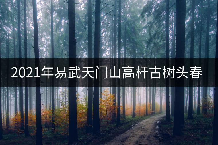2021年易武天門山高桿古樹頭春多少錢一公斤？