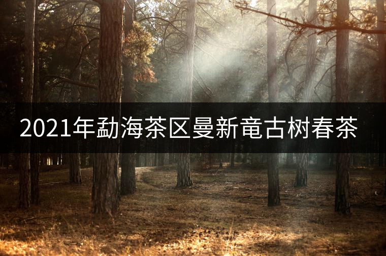 2021年勐海茶區(qū)曼新竜古樹春茶多少錢一公斤？