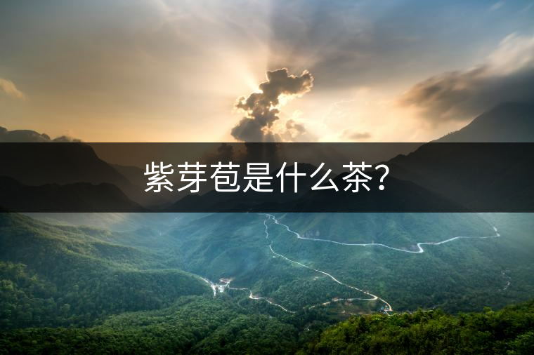 紫芽苞是什么茶？