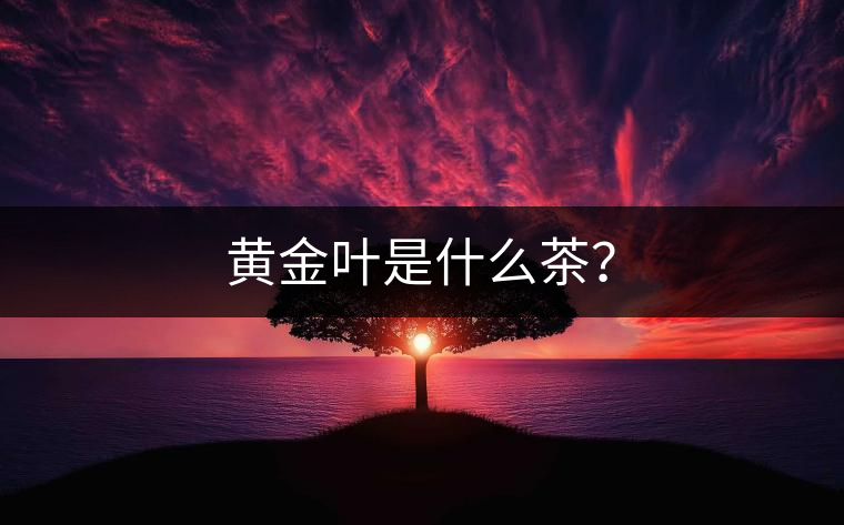 黃金葉是什么茶？