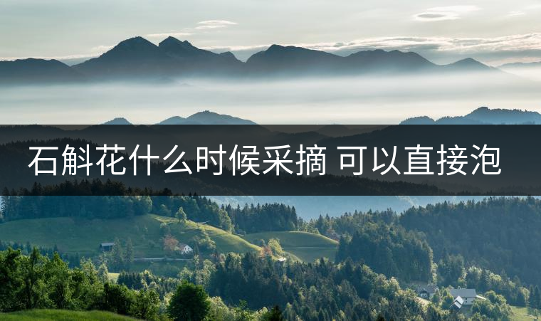 石斛花什么時候采摘 可以直接泡水喝嗎