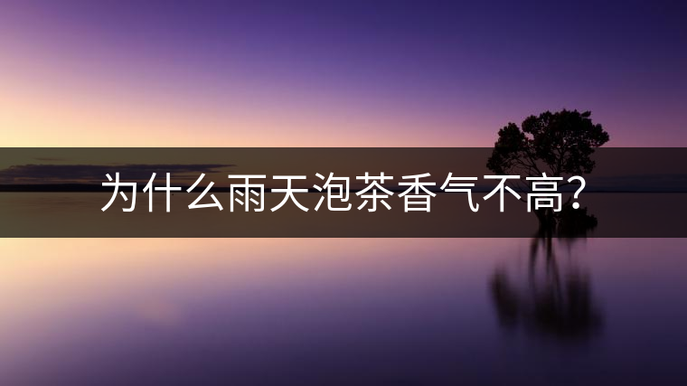 為什么雨天泡茶香氣不高？
