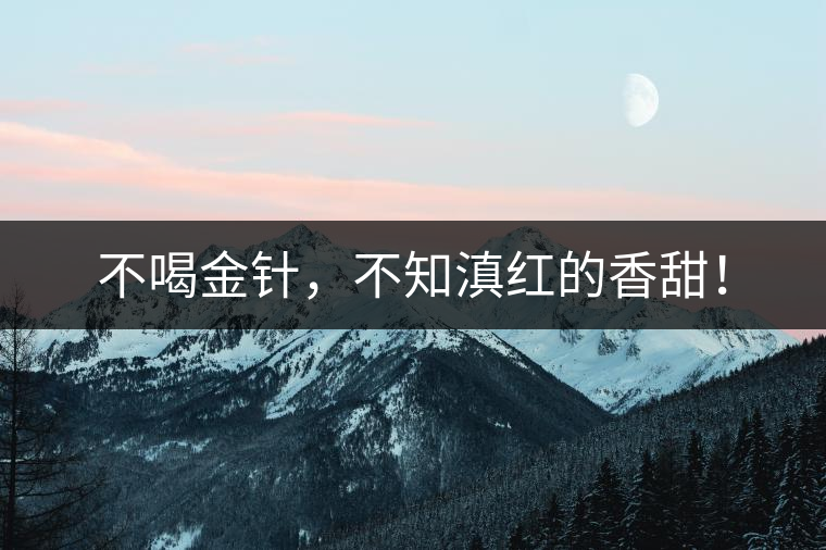 不喝金針，不知滇紅的香甜！