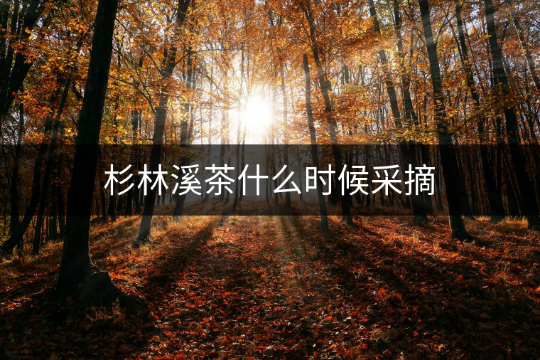 杉林溪茶什么時候采摘