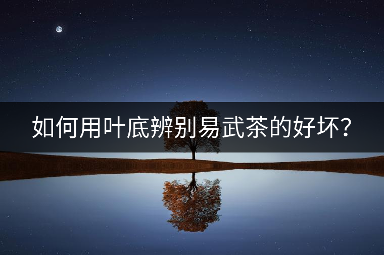 如何用葉底辨別易武茶的好壞？