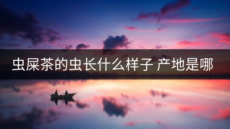 蟲屎茶的蟲長什么樣子 產(chǎn)地是哪里？
