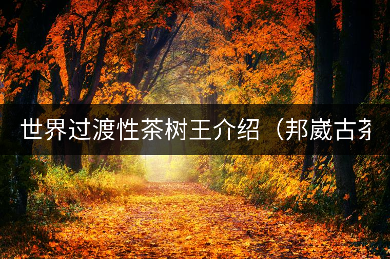 世界過渡性茶樹王介紹（邦崴古茶樹）