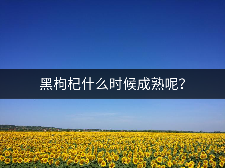 黑枸杞什么時候成熟呢？