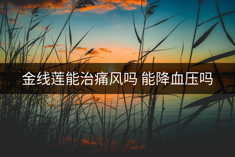 金線蓮能治痛風嗎 能降血壓嗎