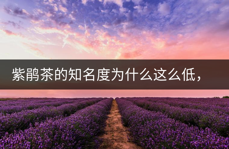 紫鵑茶的知名度為什么這么低，適合做成生茶還是熟茶？