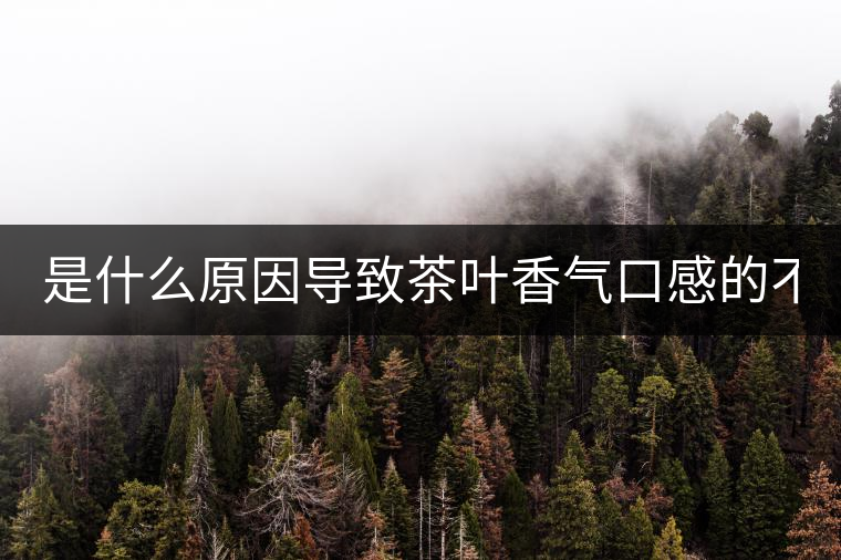 是什么原因?qū)е虏枞~香氣口感的不同？