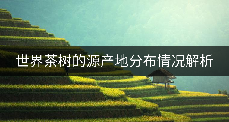 世界茶樹的源產(chǎn)地分布情況解析