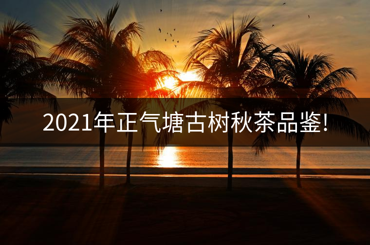 2021年正氣塘古樹秋茶品鑒!