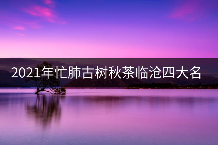 2021年忙肺古樹秋茶臨滄四大名茶之一！