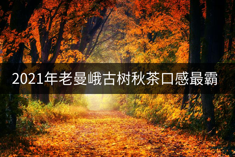 2021年老曼峨古樹(shù)秋茶口感最霸氣的山頭！