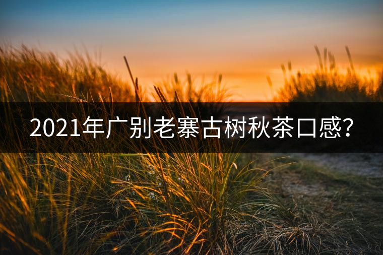 2021年廣別老寨古樹秋茶口感？