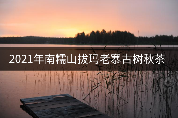 2021年南糯山拔瑪老寨古樹秋茶口感？
