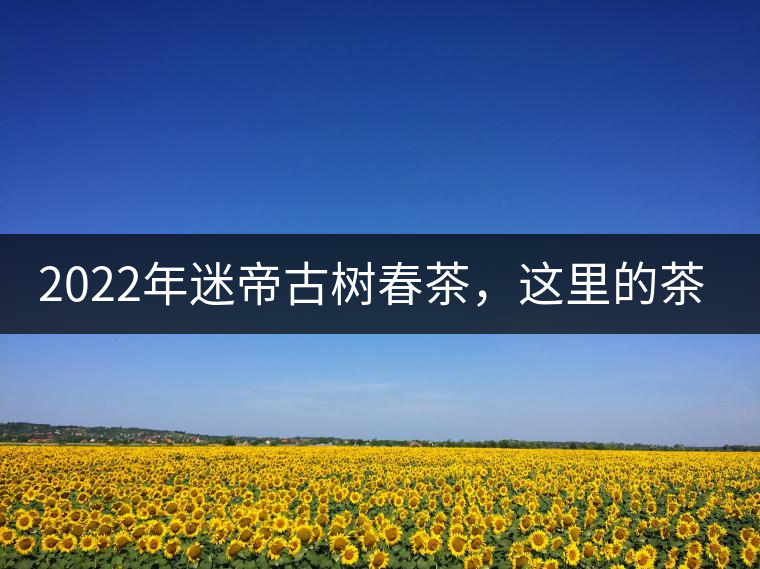 2022年迷帝古樹春茶，這里的茶 皇帝都著迷