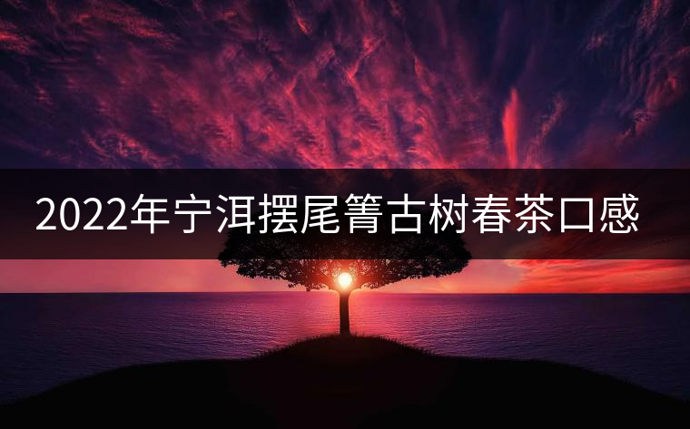 2022年寧洱擺尾箐古樹春茶口感？