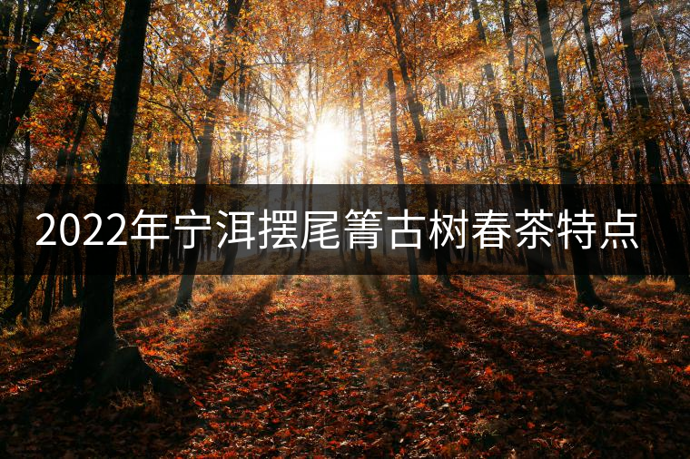 2022年寧洱擺尾箐古樹春茶特點？