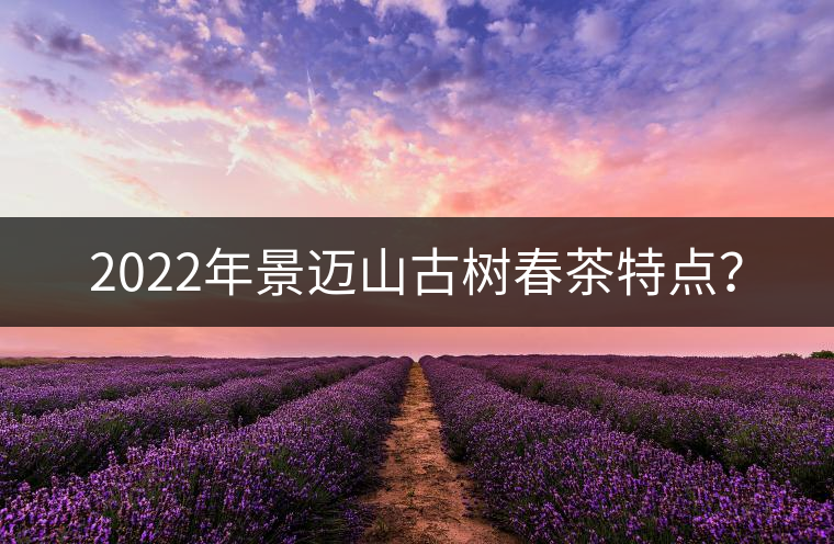 2022年景邁山古樹春茶特點(diǎn)？