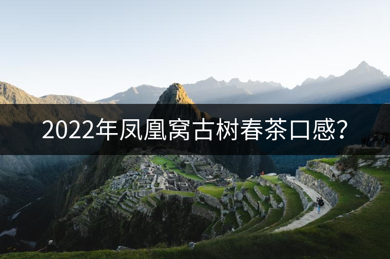 2022年鳳凰窩古樹春茶口感？