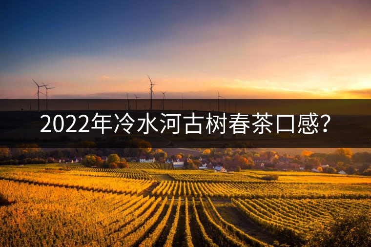 2022年冷水河古樹春茶口感？