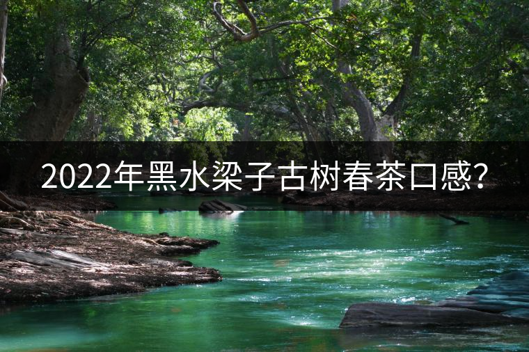 2022年黑水梁子古樹春茶口感? 2022年黑水梁子古樹春茶口感?