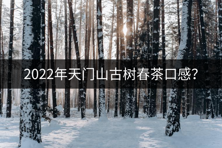 2022年天門山古樹春茶口感？