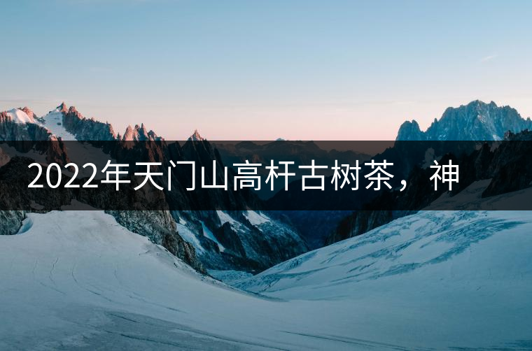 2022年天門山高桿古樹茶，神秘存在的好茶