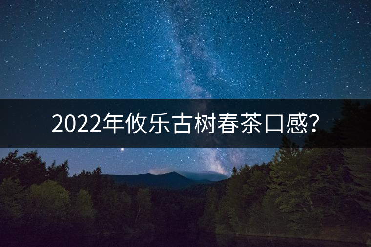 2022年攸樂古樹春茶口感？