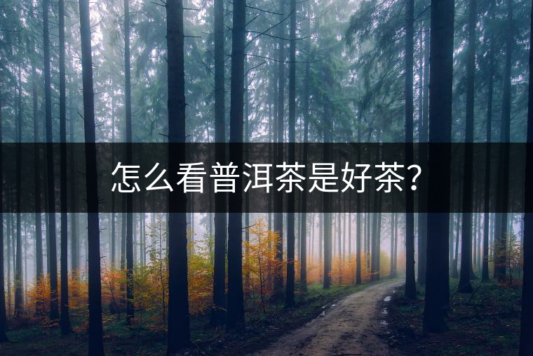 怎么看普洱茶是好茶？