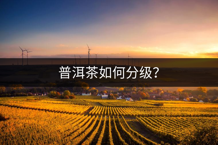普洱茶如何分級(jí)？
