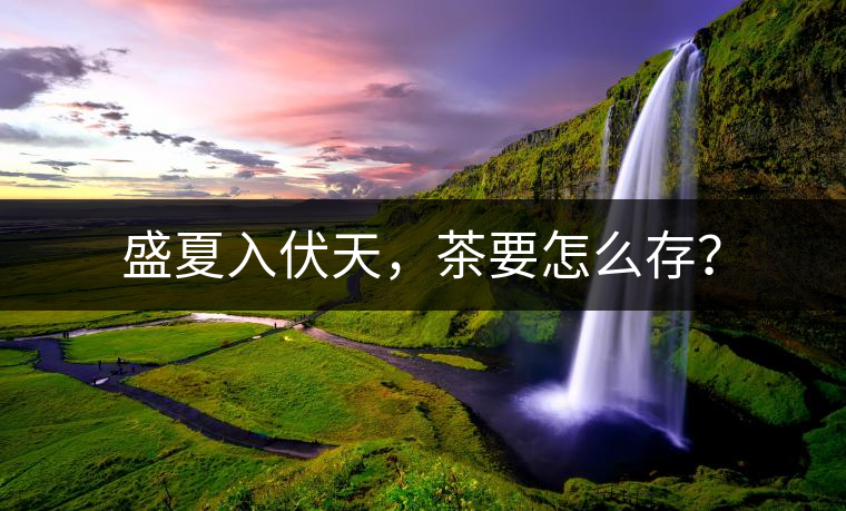 盛夏入伏天，茶要怎么存？