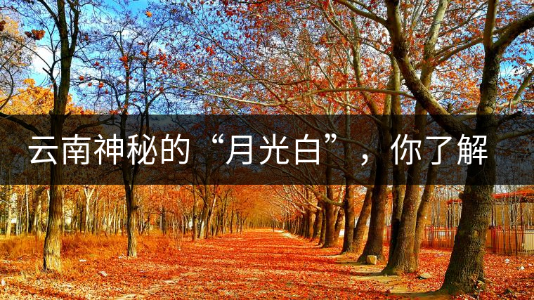 云南神秘的“月光白”，你了解多少？