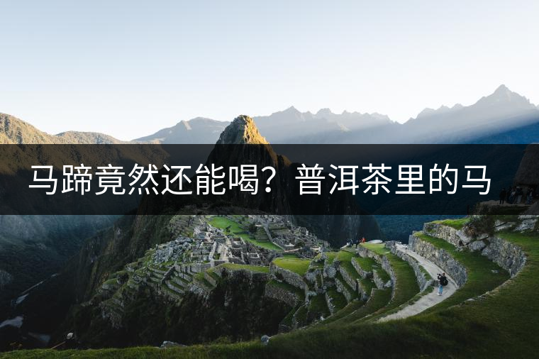 馬蹄竟然還能喝？普洱茶里的馬蹄你有了解過(guò)嗎？