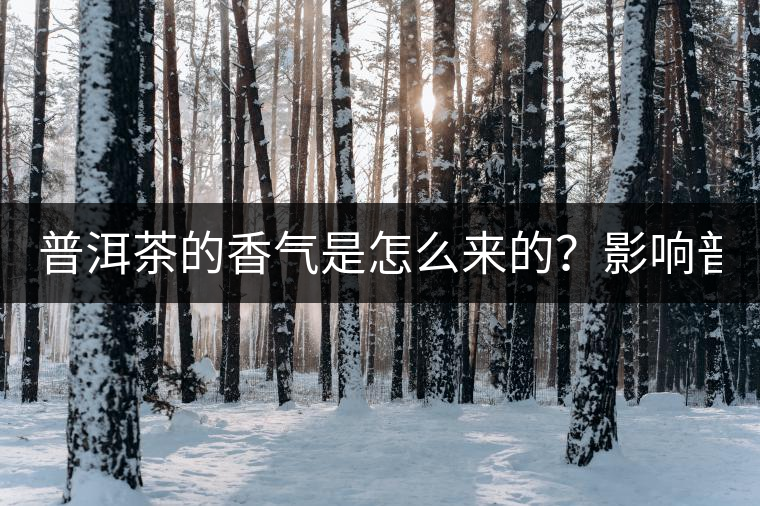 普洱茶的香氣是怎么來(lái)的？影響普洱茶香氣的3大因素是什么？
