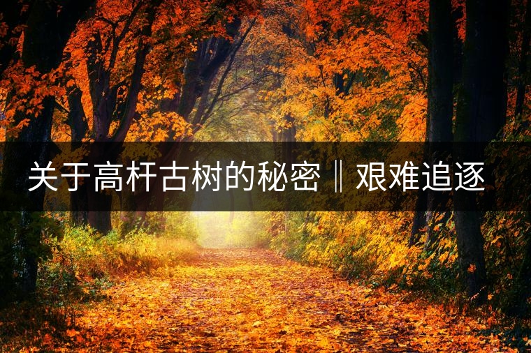 關(guān)于高桿古樹的秘密‖艱難追逐高桿古樹茶的普洱茶人