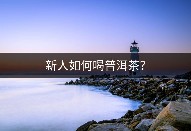 新人如何喝普洱茶？