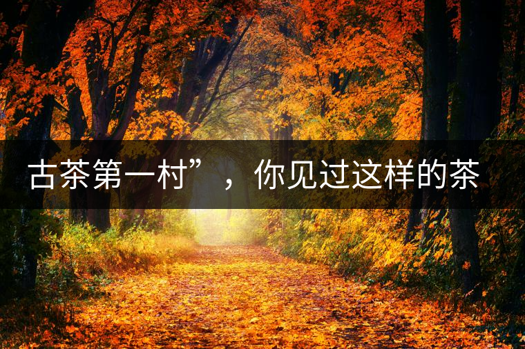 古茶第一村”，你見過這樣的茶樹嗎？