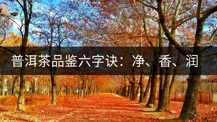 普洱茶品鑒六字訣：凈、香、潤(rùn)、厚、甘、甜，帶你體驗(yàn)普洱的魅力